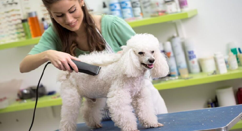 Dog Bath & Grooming Service