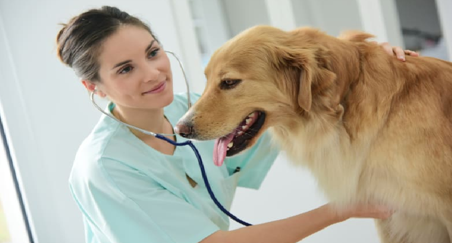 Home Veterinary Service